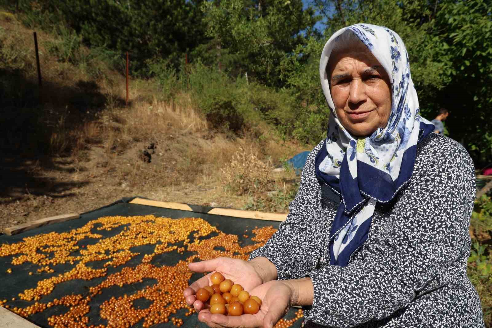 satilamayan-kirazlar-kurutularak-kislik-cereze-donusturuluyor