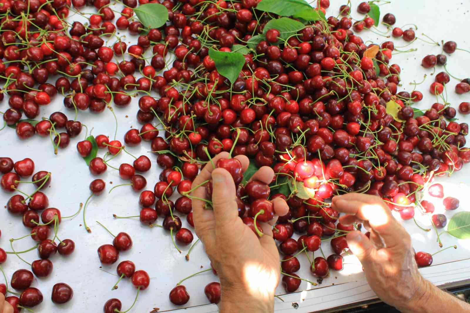abd-ve-avrupa-kirazda-bu-aromayi-ozellikle-istiyor