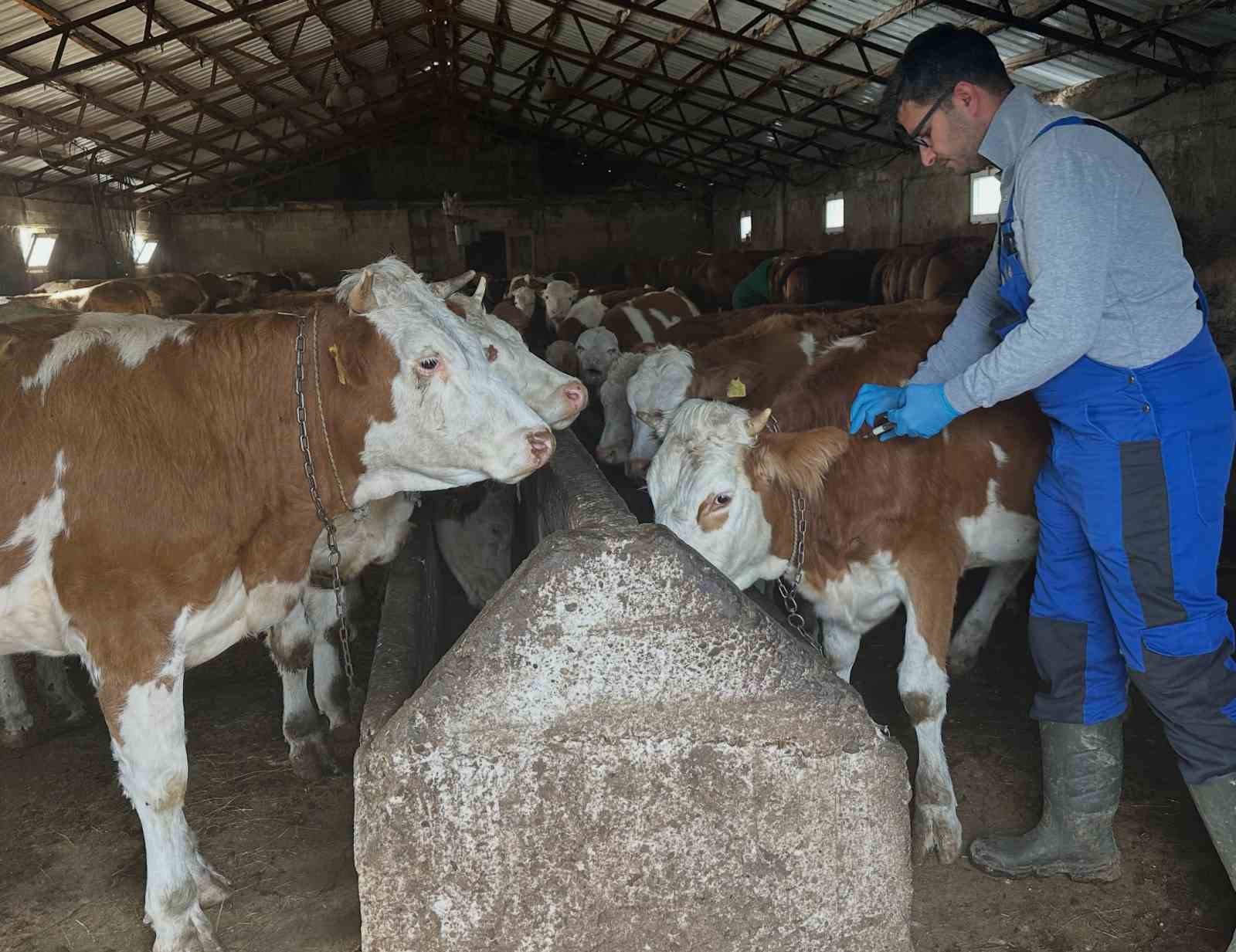 aydintepe-de-sap-asilama-calismalari-gunbuldu-ve-kavlatan-da-yapildi