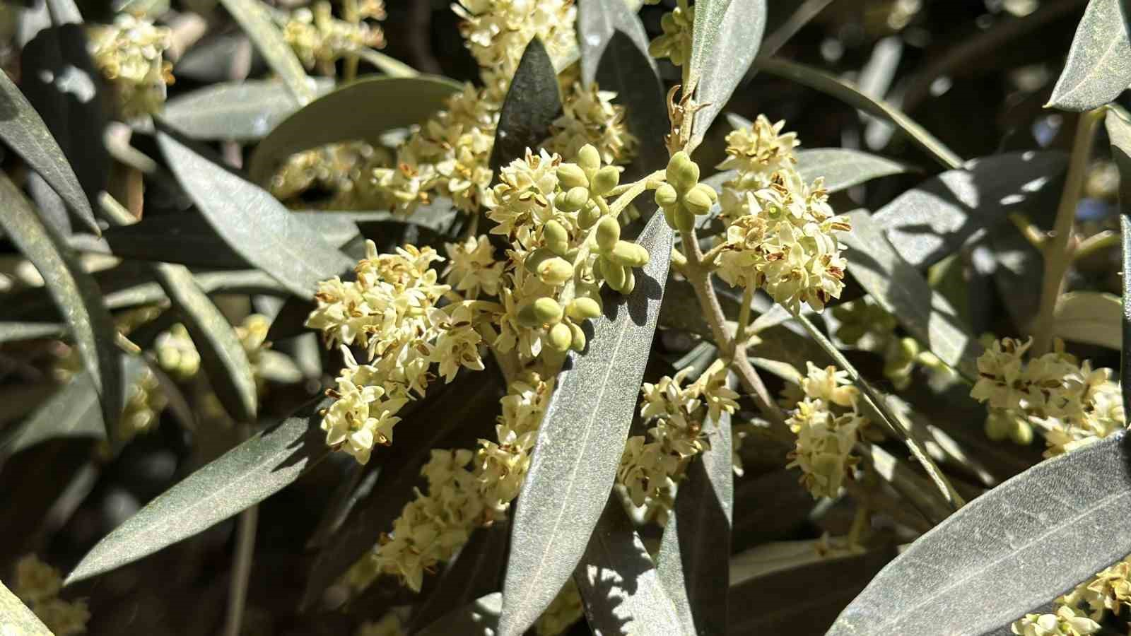 el-nino-ya-karsi-uzmanindan-zeytin-ureticilerine-kritik-uyarilar