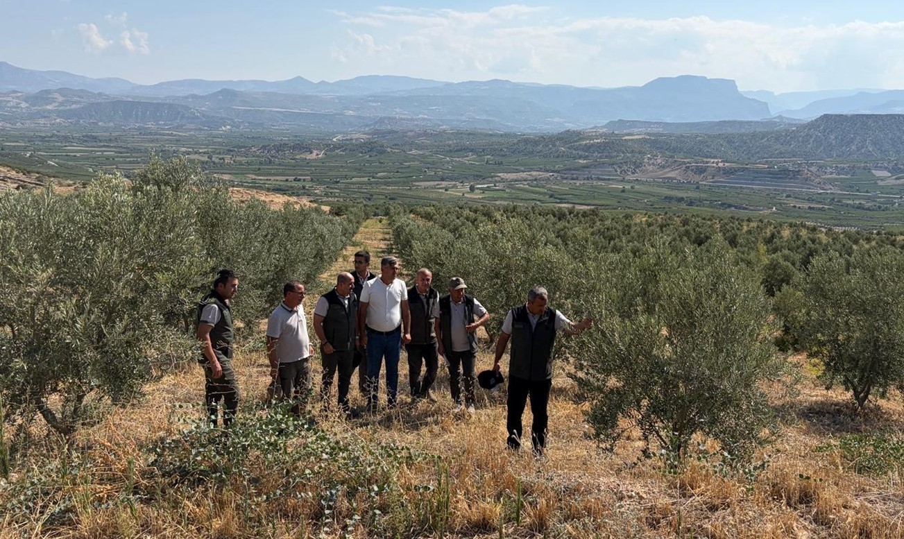 zeytin-agaclandirmasi-orman-koylusune-gelir-kapisi-oluyor