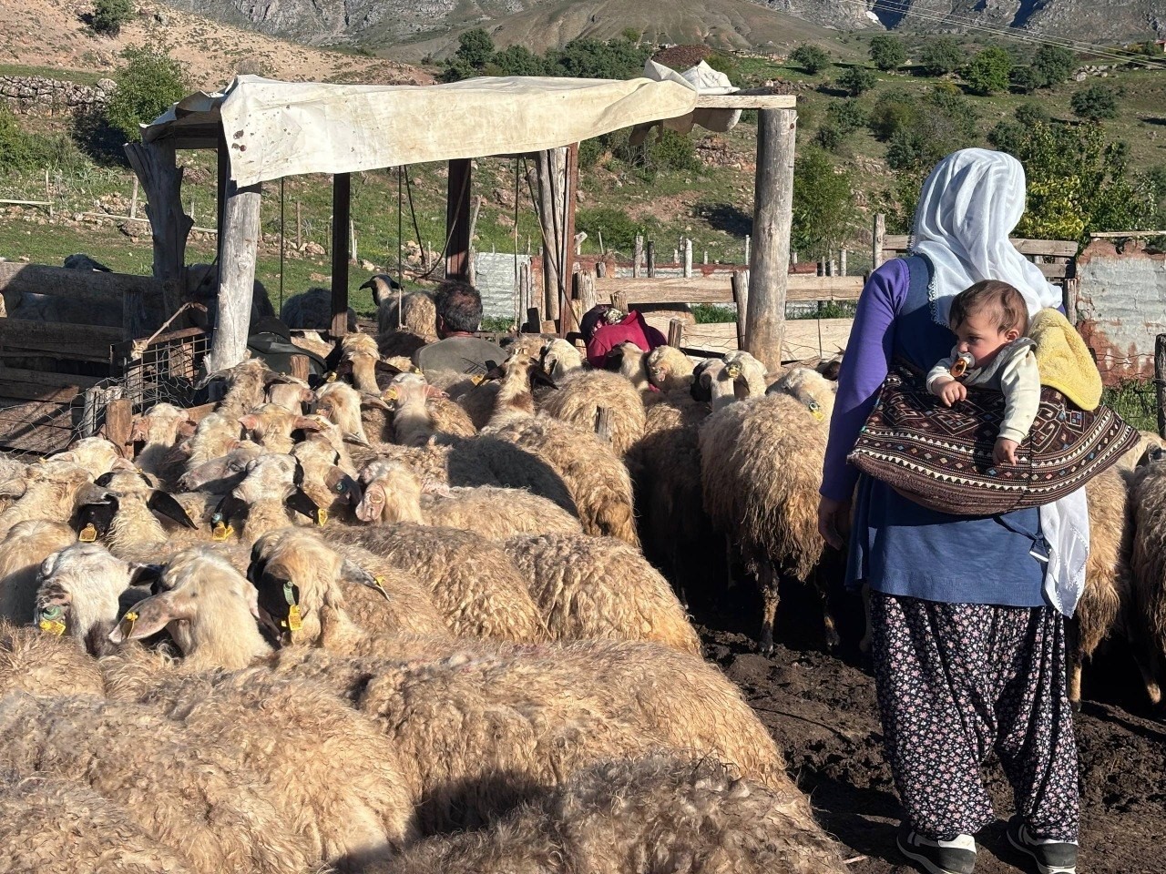 erzincan-tulum-peyniri-yaylalarda-geleneksel-yontemlerle-uretiliyor