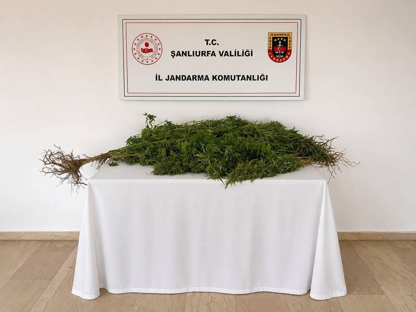 eyyubiye-de-8-kok-kenevir-bitkisi-ele-gecirildi