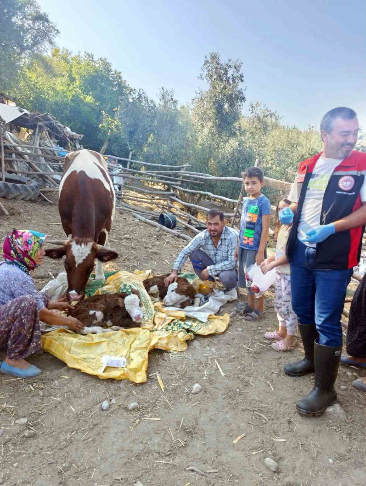mugla-da-yeni-dogan-buzagilar-icin-seferberlik