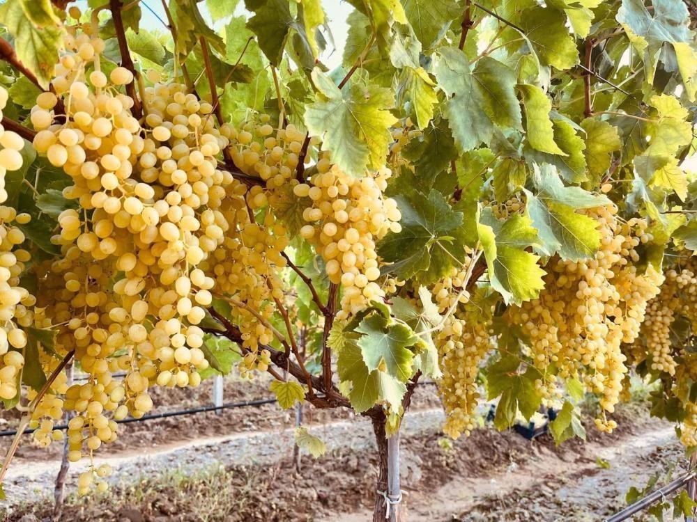 uzum-ureticilerine-kritik-hasat-uyarisi
