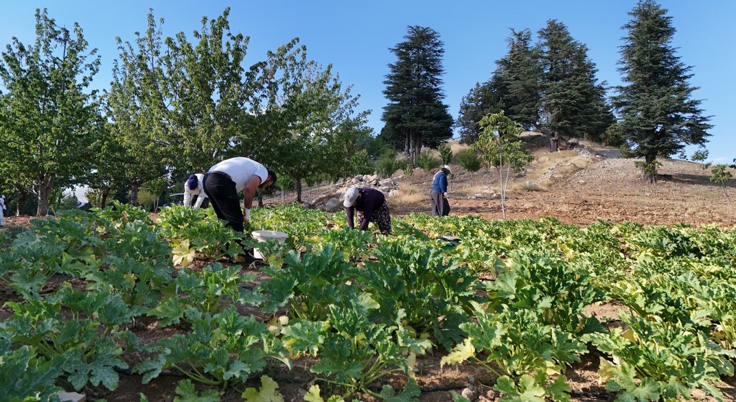 deprem-sonrasi-hayatini-yeniden-insa-etti-koyune-dondu-simdi-kabak-yetistiriyor