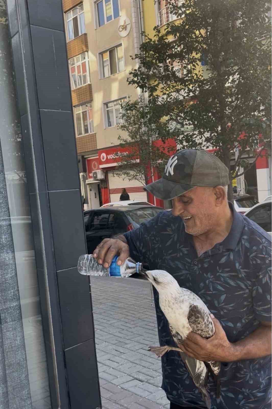 tekirdag-da-bitkin-dusen-marti-kolunu-isirdi-sefkatini-eksik-etmedi