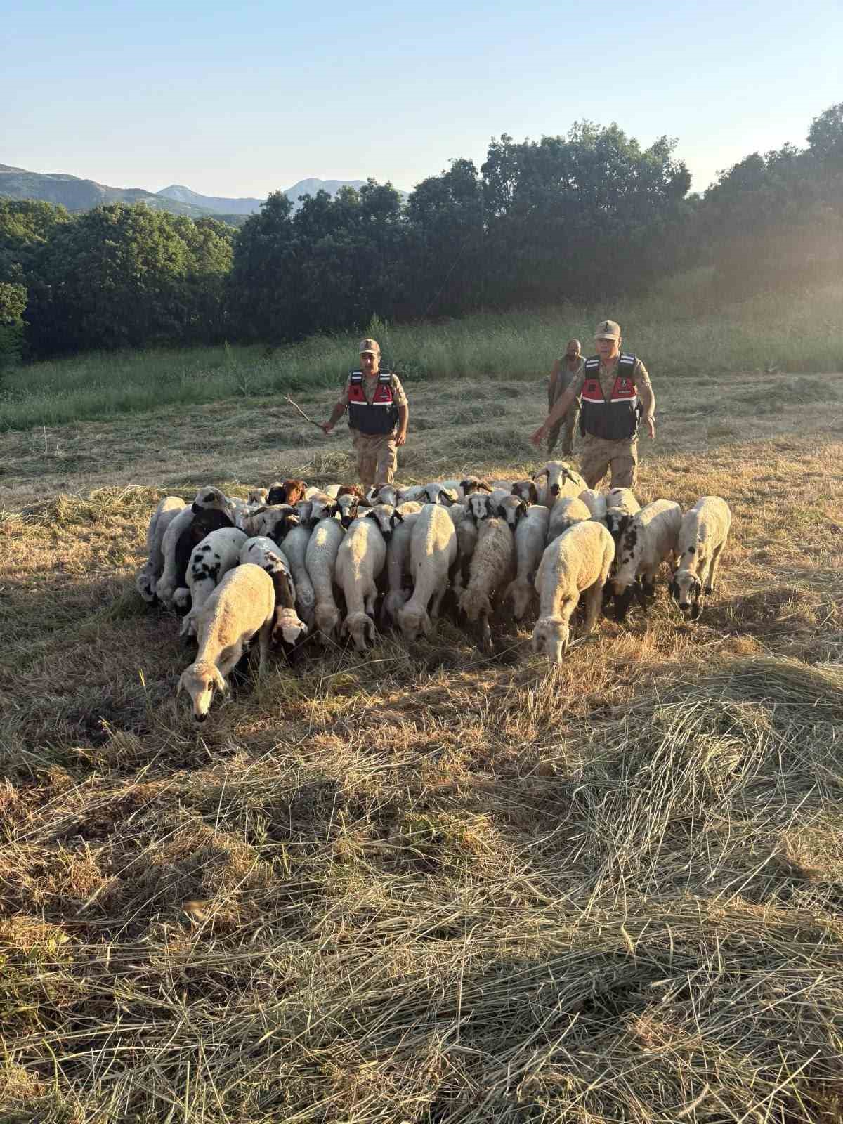 tunceli-de-kayip-kucukbas-hayvanlar-dron-destegiyle-bulundu