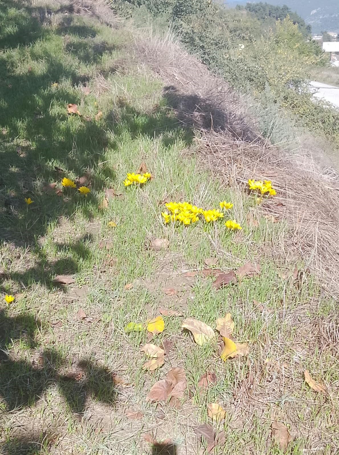 sonbaharda-acan-cigdemler-gorenleri-sasirtti