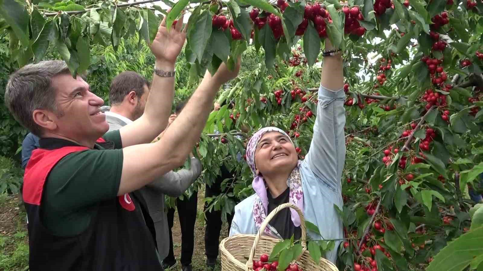 amasya-da-dallari-kiraz-basti-bu-yil-50-bin-ton-rekolte-bekleniyor