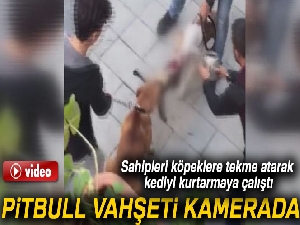 Gaziosmanpaşa'da yaşanan pitbull vahşeti kamerada