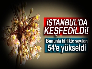 İstanbul’da yeni bir endemik bitki türü keşfedildi