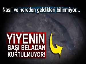 Sırrı bilinmeyen balıklar