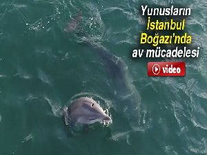 Yunusların İstanbul Boğazı'nda av mücadelesi