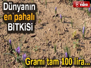 Dünyanın en pahalı bitkisinin gramı 100 lira