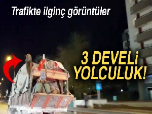 Kamyonete yüklenmiş 3 deve trafikte ilginç görüntüler oluşturdu