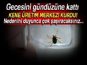 Yeni aşı geliştirebilmek için kene üretim merkezi kurdu