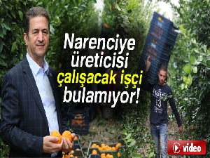 Narenciye üreticisi işçi bulamıyor