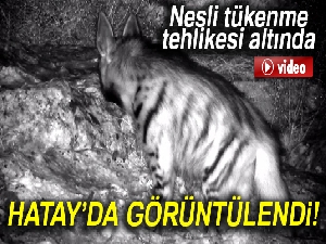 Çizgili sırtlan kamerada