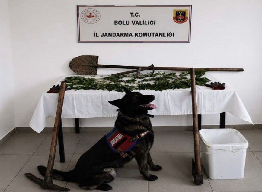 bolu-da-kenevir-bahcesi-olusturan-supheli-tutuklandi