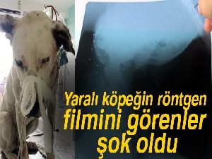 Yaralı köpeğin röntgen filmini görenler şok oldu