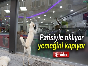 Patisiyle tıklıyor, yemeğini kapıyor
