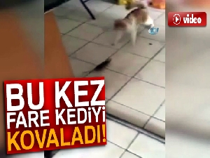 Bu kez fare kediyi kovaladı