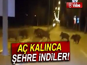 Aç kalan yaban domuzları şehre indi!