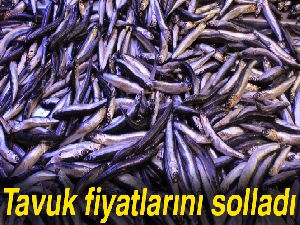 Hamsi fiyatları tavuk fiyatlarını solladı