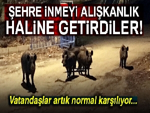 Tunceli'de yaban domuzları, şehre inmeyi alışkanlık haline getirdi