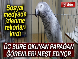 Üç sure okuyan papağan görenleri mest ediyor