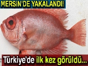 Türkiye’de ilk kez görüldü