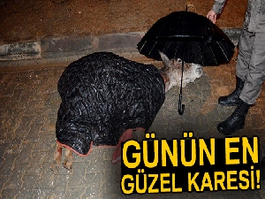 Jandarma, yaralı eşek ıslanmasın diye şemsiye tuttu