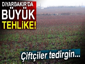 Diyarbakır ve çevresinde kuraklık tehlikesi