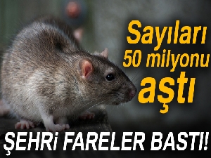 Tahran’ı fareler sardı