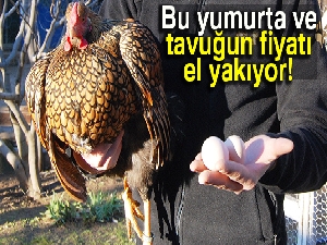 Bu tavukların tanesi 2 bin, yumurtası 40 lira