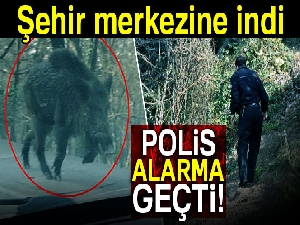 Şehir merkezine inen domuz polisi alarma geçirdi