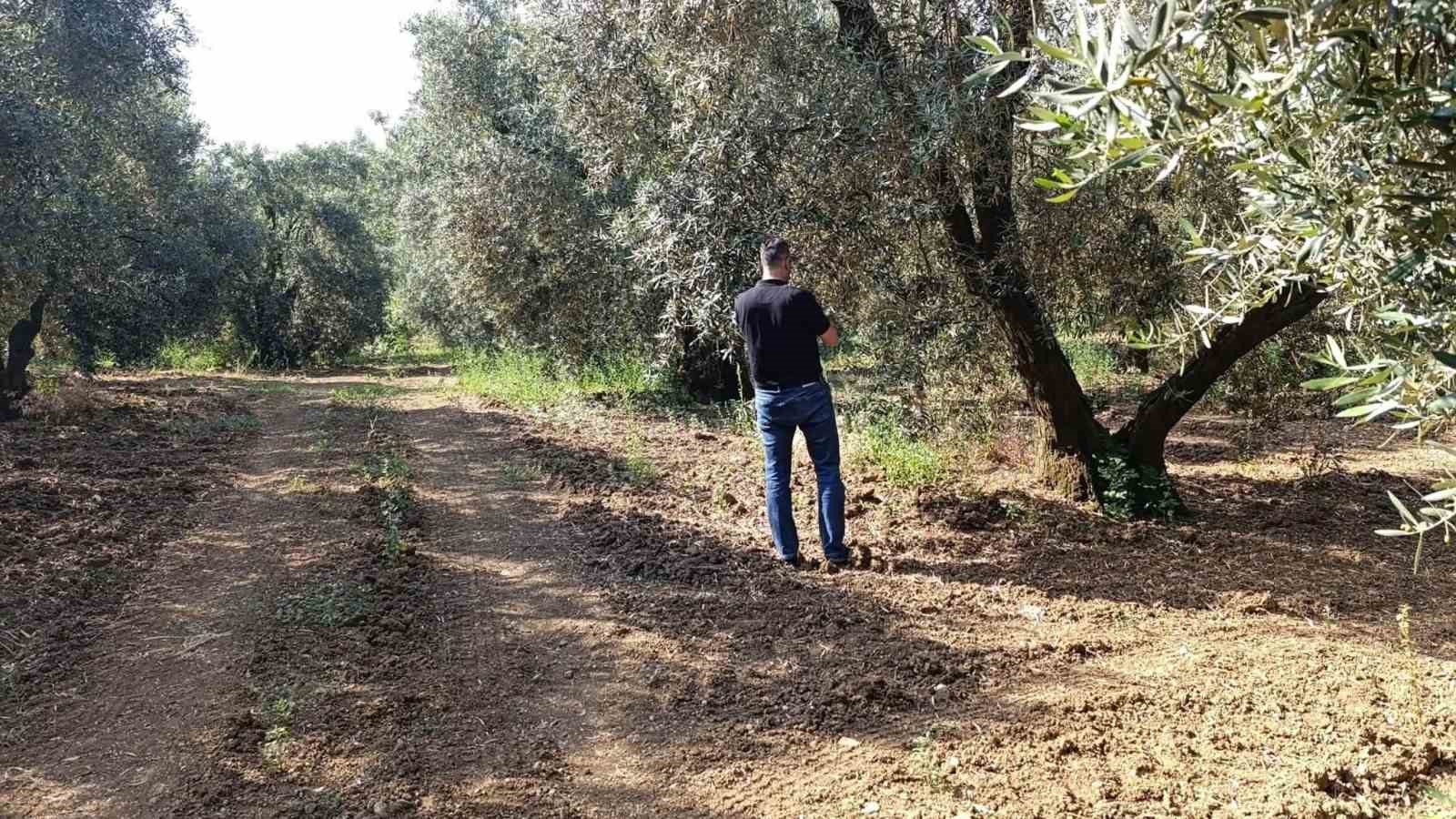 zeytin-sinegine-karsi-entegre-mucadele-calismalari-hiz-kesmeden-devam-ediyor