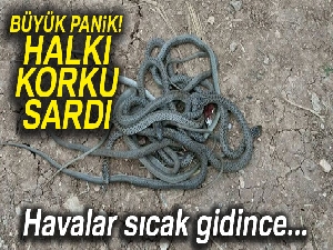 Mardin’de yılanlar köylülerin korkulu rüyası oldu