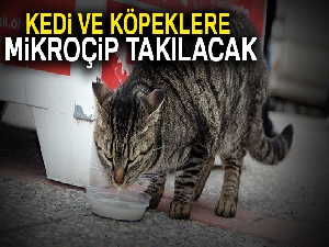 Kedi ve köpeklere mikroçip takılacak
