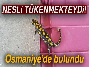 Nesli tükenmekte olan benekli semender bulundu