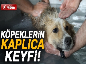 Köpeklerin kaplıca keyfi