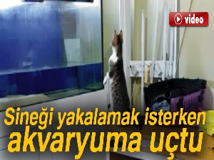 Sineği yakalamak isterken akvaryuma uçtu