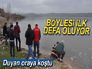 Kocasu Çayı'nda balıklar karaya vurdu
