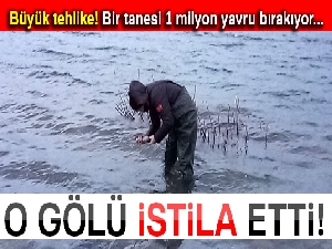 Aygır Gölü’nde zebra midye tehlikesi