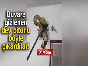 Duvara gizlenen dev piton böyle çıkarıldı