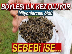 Çamur yağdı, milyonlarca arı öldü
