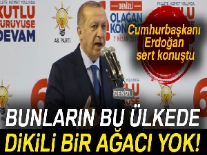 Cumhurbaşkanı Erdoğan: 'Bunların bu ülkede dikili bir ağacı yok'