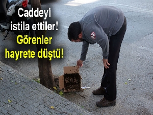 Arılar caddeyi istila etti