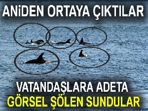 İstanbul Boğazı’nda yunuslardan görsel şölen